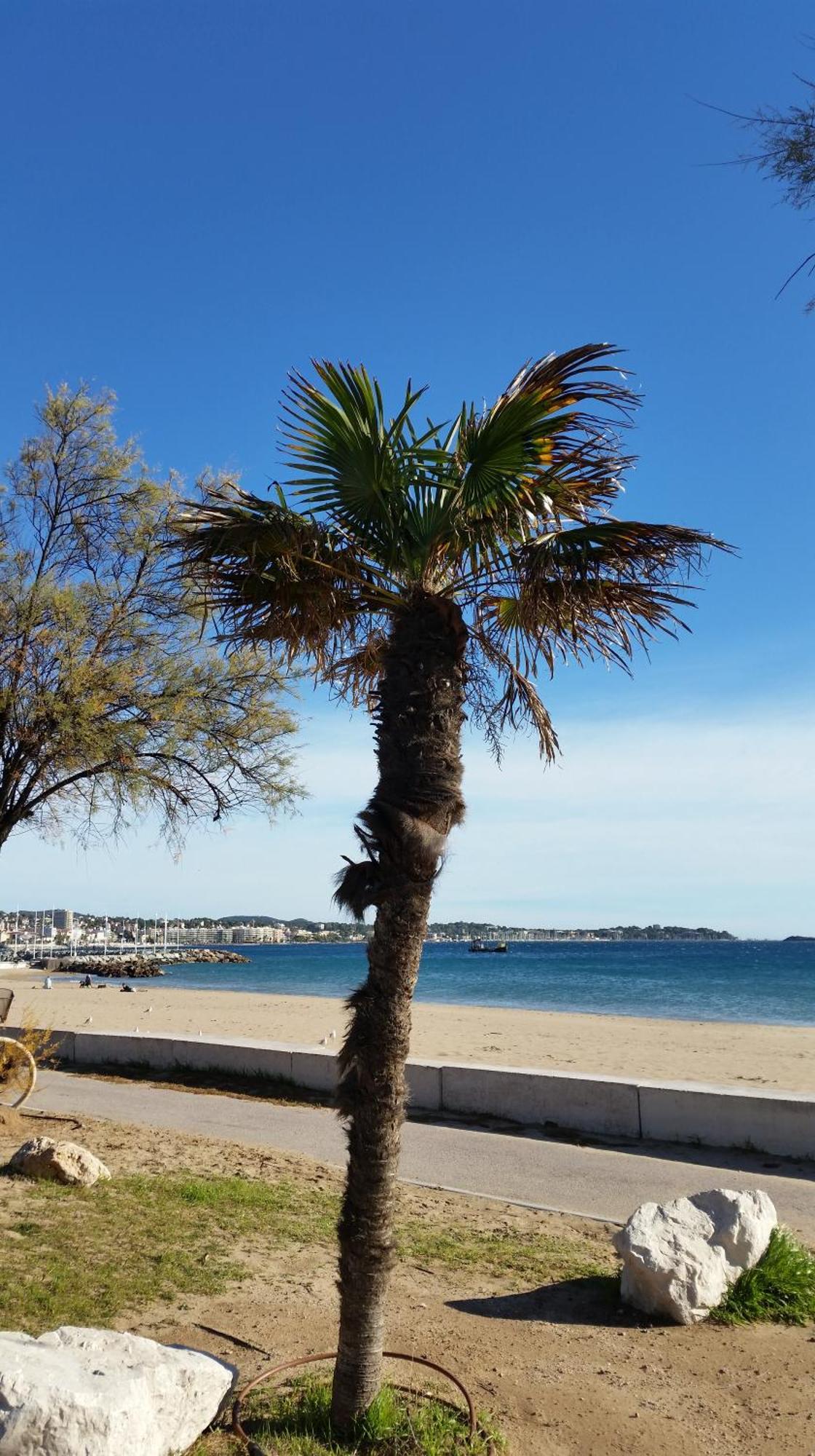 Sublime Vue Mer,Parking,Wifi Fréjus Exteriör bild